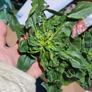 해풍맞고 자란 신안 섬초 4kg 팔금 남해 보물초 겨울시금치