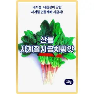 산들 사계절 시금치씨앗 10g 연중재배 가능한 사계절 시금치씨 종자