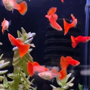 알비노 풀레드 구피 1마리 알풀