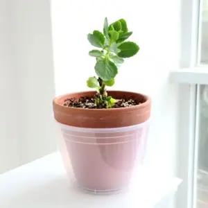 5개셋트 미분형 저면관수 반투명 포트 화분 커버 5개셋트 미분형16cm물구멍x (WFKAEJB)