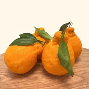 가정용 한라봉 혼합과 2kg 내외