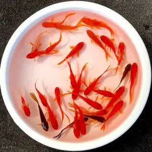 어항 칸막이 아크릴 투명 수족관 격리 파티션 보드 분리