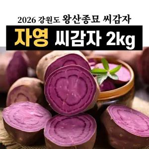 강원도 왕산종묘 자영 보라색 씨감자 2kg