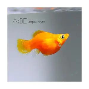 [에이투비]오렌지 풍선 몰리 / 3 - 4cm전후 /1마리