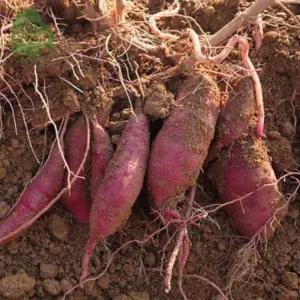 건담농수산 호풍미 호박고구마 대 군고구마용 당근 5키로