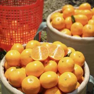 (재일영농) 제주 노지 조생감귤 4.5kg 로얄중과 (2개 구매시 10kg 발송!)