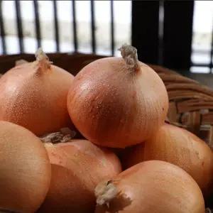 국내산 양파 9kg내외 왕특 개당200g이상