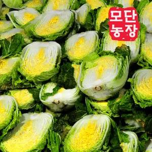 한겨울에도 속노랗고 맛있는 괴산절임배추 20k/얼지않고 싱싱도보장