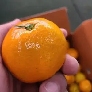 갑봉이네 새콤달콤 제주  타이벡 감귤 4.5kg  (중대과,중소과,소과,프리미엄과)