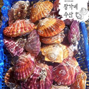 당일작업 통영산 제철 세척 홍가리비1kg/비단가리비1kg /캠핑추천/찜 구이 모임(22~25미내외)