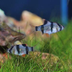 티아쿠아 열대어 수마트라 5마리 관상어