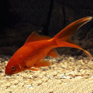 [서진열대어] 금붕어 Gf-11 레드코멧 금붕어 약7~8cm 2마리