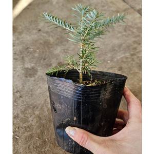 구상나무 묘목 120L포트 1개/상록수/인기조경수/크리스마스트리