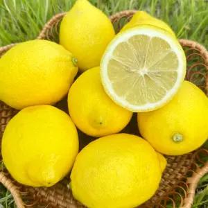 국내산 제주 레몬 5kg (80g 이상) 무방부제 무코팅