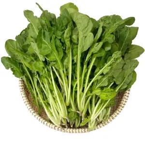 야채이야기 싱싱한 국내산 로케트 루꼴라 1kg 박스 (0.9kg ~ 1kg)