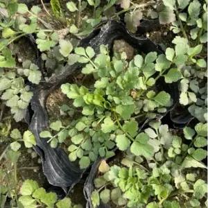 미나리 모종 밭 돌 산 나물 미나리 묘종 베란다 텃밭 미나리 키우기 5개