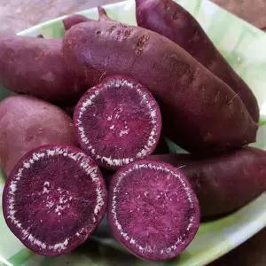 2025년 햇 소리팜 해남 자색고구마 10kg (중상)