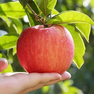 준브라더스 경북 부사 사과 10KG (21-25)대과 청송 안동 군위 사과