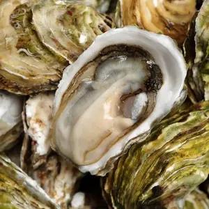 물맛남 통영 세척 석화 10kg