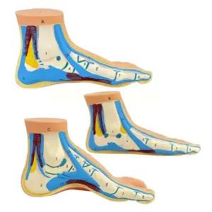 인체모형 뼈 신경 골격 근육 해부학 11 평생 모델 발 용품 교육용