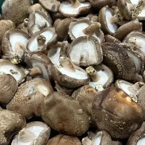 표고버섯 못난이 실속형 5kg 10kg 업소용