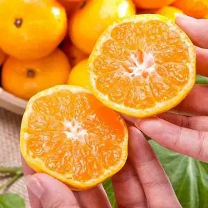 [제주직송] 2025 타이벡 조생 제주감귤 9kg 중대과 (L-2L)