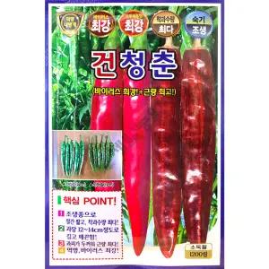 건청춘 1,200립 KS 26년 고추씨앗