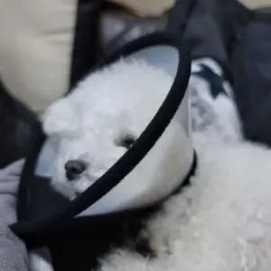 반투명 강아지 넥카라 깔대기 5호 (WFKBIP9)