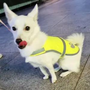 반사 M 조끼 애견 (WFKBL3R)