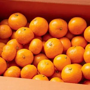 [미식한가] 새콤달콤 맛이다르다 서귀포 타이벡 감귤 (혼합과) 5kg