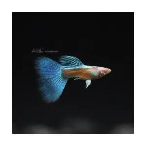 [에이투비]토파즈블루 알비노 구피 / 성어 / 1쌍