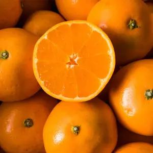 보석귤(성전귤) 10kg/ 상큼달콤한 과즙폭발 찐하고 달콤한 프리미엄 신품종 제주귤