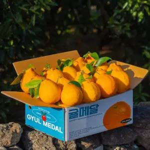 귤메달 써니트한라봉 중과 5kg