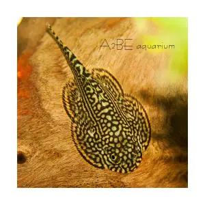 [에이투비]힐스트림 가오리비파 / 3.5cm 전후 / 1마리