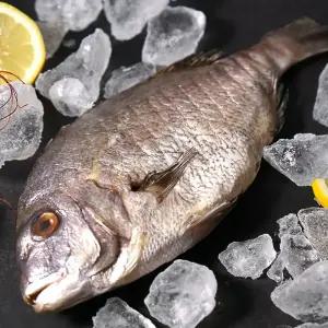 [품질보장] 바로 먹기 좋은 국내산 반건조 손질세척 참돔 300g x 3팩