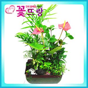 [전국배송]중대형화분 프리미엄52종/금천죽.킹벤자민.행운목/승진 개업 집들이 실내인테리어/당일꽃배달