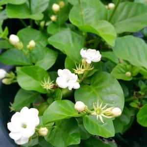 [소나무길] 향기 풀~장전 함박자스민 중형 꽃 향기 2023