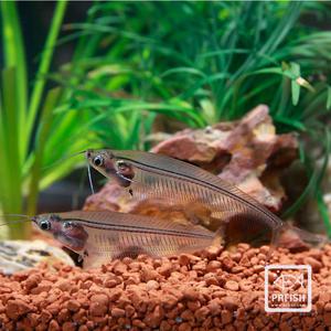 열대어 관상어 메기과 / 트랜슬센트 그라스 캣 [2마리]