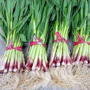 [철따라농산물]1차손질 제주 남해 햇 노지 풋마늘 잎마늘 1kg