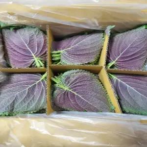 깻잎 백양사 펴진깻잎 2kg내외 야채맘