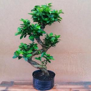 소나무길  층층이 가지마루 펜다 미니 실내장식  6049