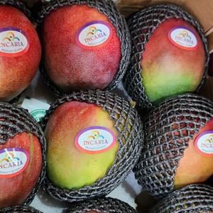 황금열매 고당도 맛있는 남미 페루산 애플망고 4kg 7~10과