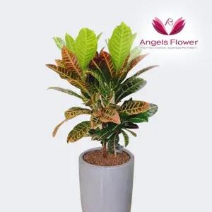 [엔젤스플라워] 클로톤 중형 관엽식물 공기정화 전국 꽃배달서비스