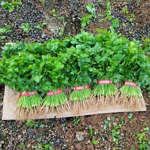 양주농부 클로렐라 고수 나물 향채소 고수풀 300g