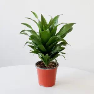 드라세나 콤팩타 소형