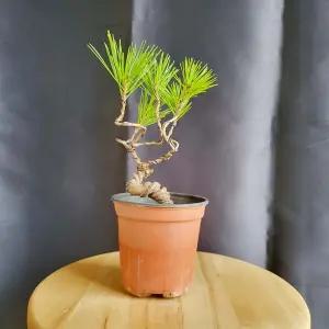 미니 소나무 분재 취미 화분 인테리어 반려 식물