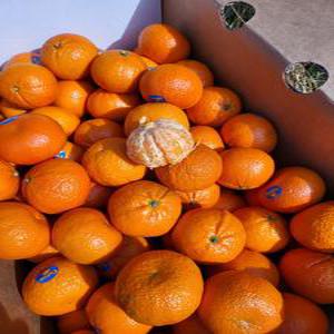 만다린귤 수입귤 미국산귤 큐티스 5KG 9KG