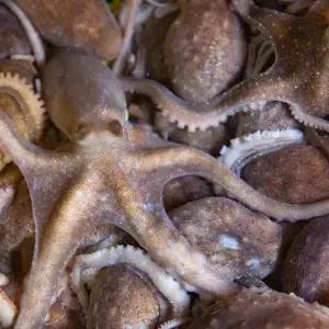 고흥 산낙지 활낙지(중대사이즈) 5미