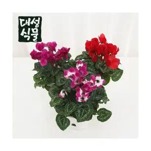 시클라멘 2개입 씨클라멘 겨울꽃 실내화초 중품 대성식물