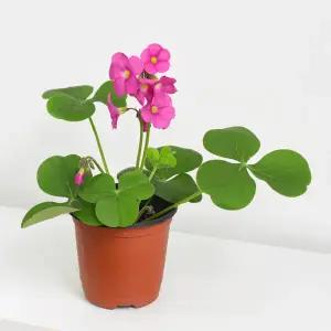 땅콩 사랑초 소형 관엽식물 옥살리스 구근 꽃모종 야생화 꽃 키우기